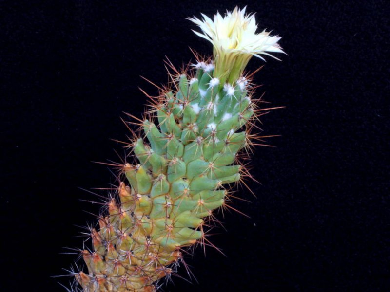 Coryphantha octacantha 