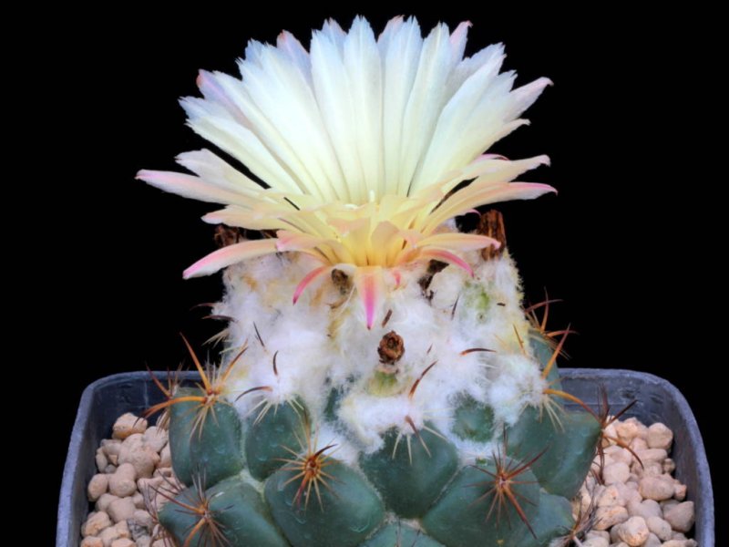 coryphantha pallida ssp. calipensis