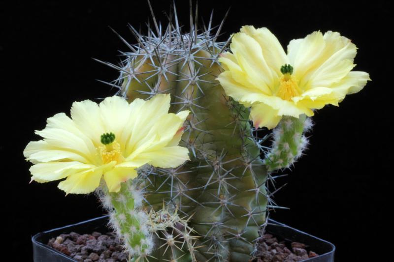 Echinocereus subinermis ssp. ochoterenae L 624 a