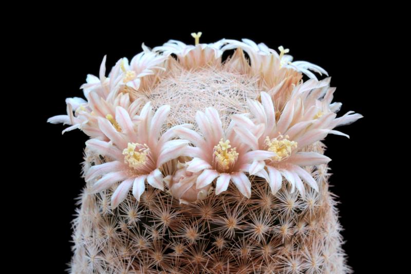 Mammillaria magallanii 