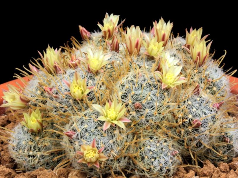 Mammillaria nana ssp. duwei 