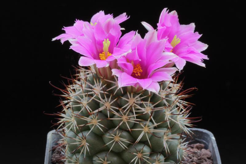 Mammillaria schumannii 