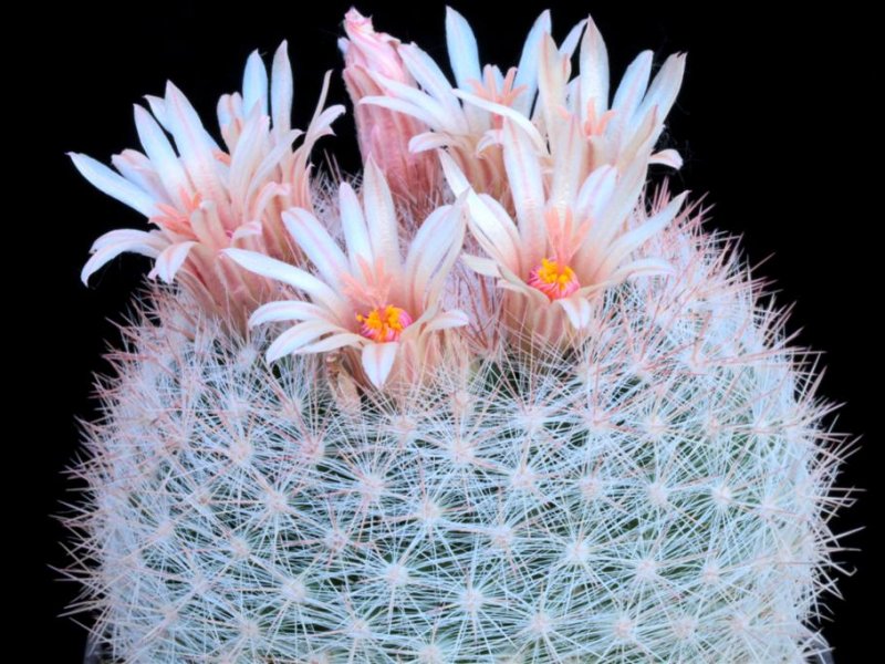 Mammillaria candida ssp. ortizrubioana 