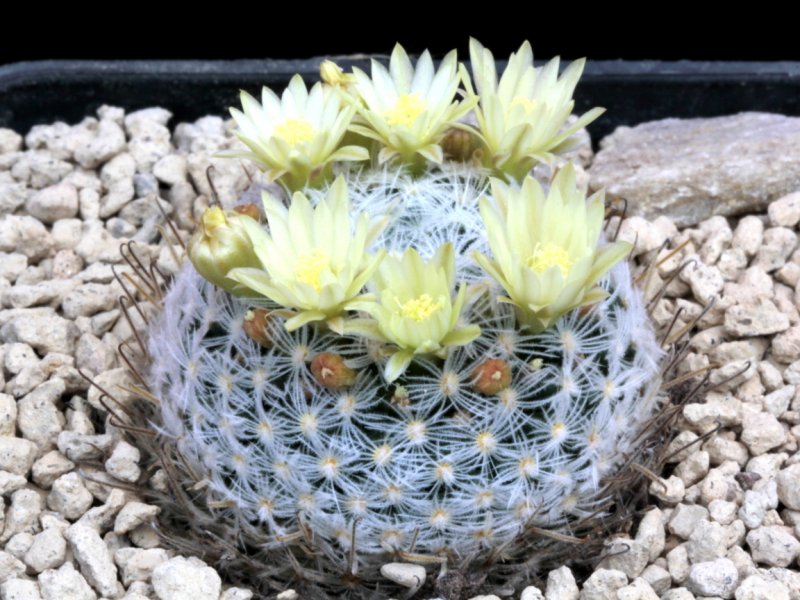 Mammillaria duwei P 301