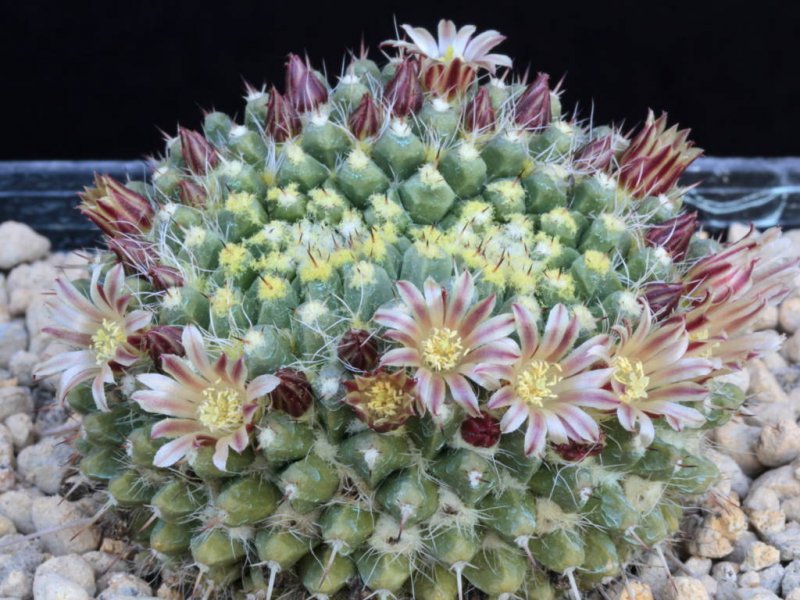 Mammillaria karwinskiana 