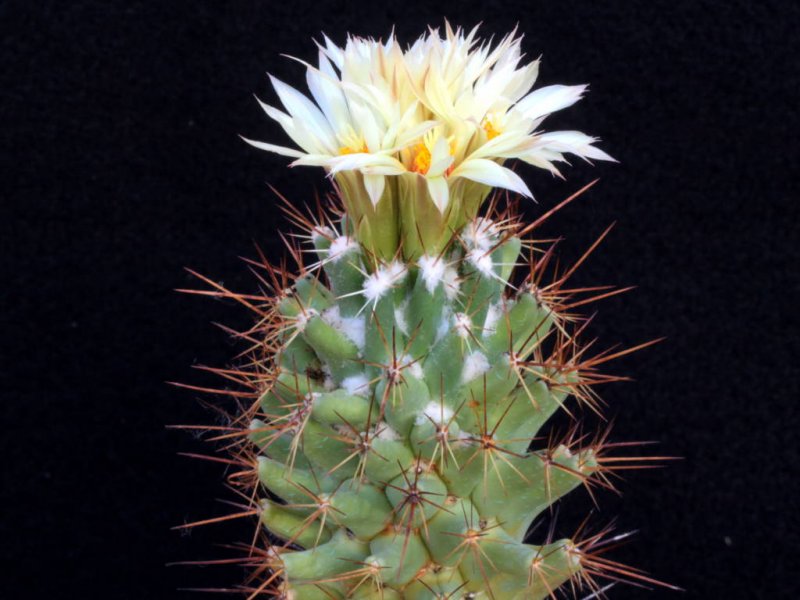 Coryphantha octacantha 