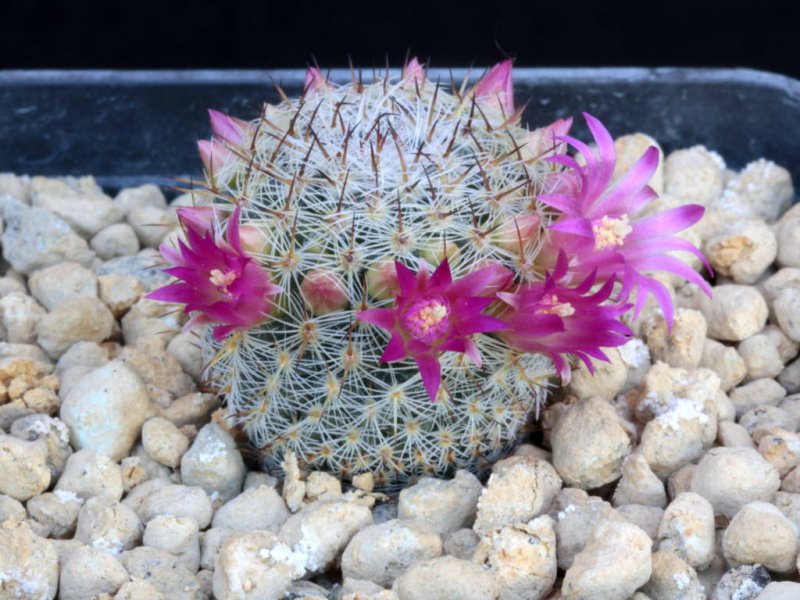 Mammillaria halbingeri v. rubiflora P 349