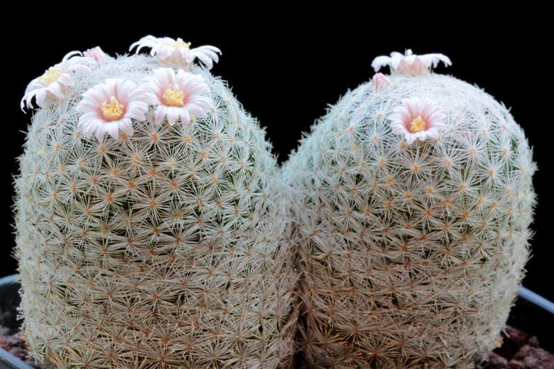 Mammillaria lasiacantha 