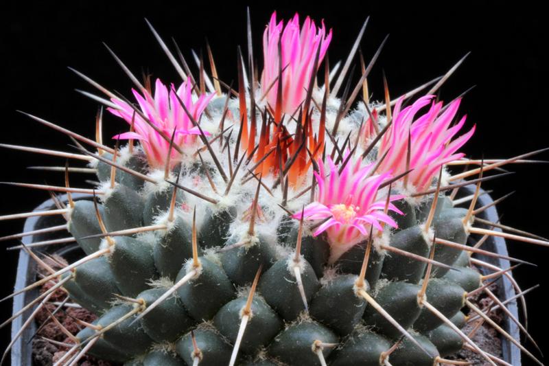 Mammillaria amajacensis 