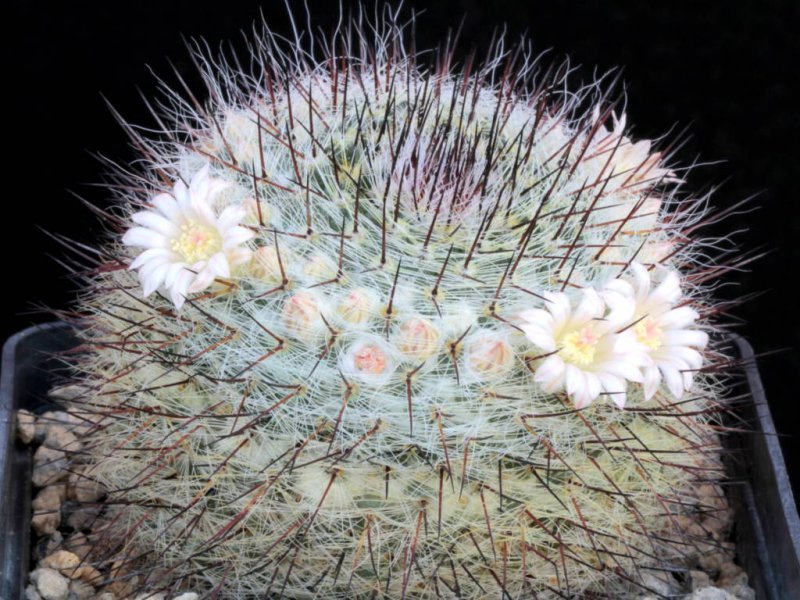 Mammillaria ritteriana 