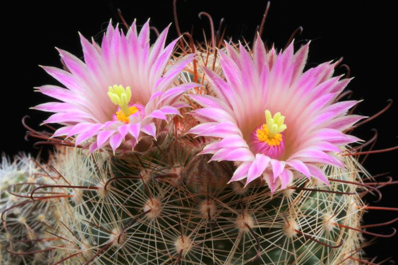 Mammillaria wrightii ssp. wilcoxii L 1079