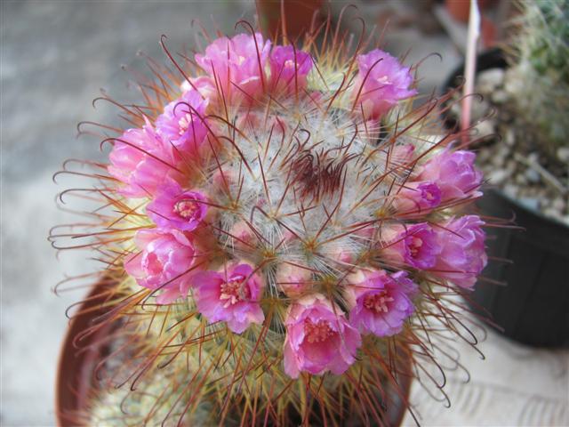 Mammillaria bombycina 