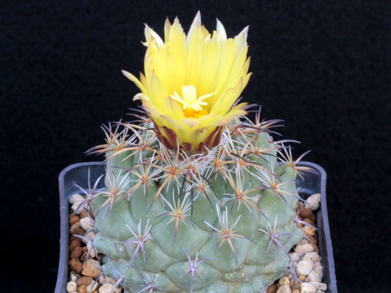 Coryphantha difficilis 