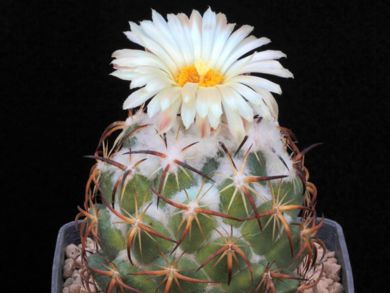 Coryphantha tripugionacantha 