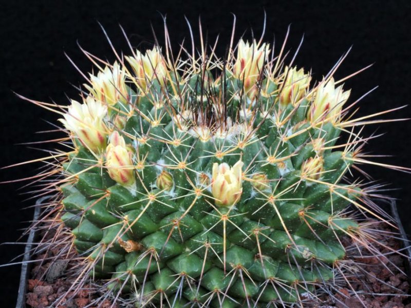 Mammillaria melanocentra ssp. linaresensis 