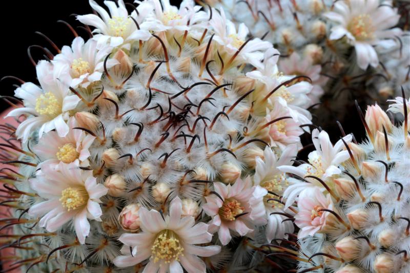 Mammillaria perezdelarosae 