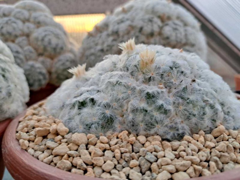 Mammillaria plumosa 