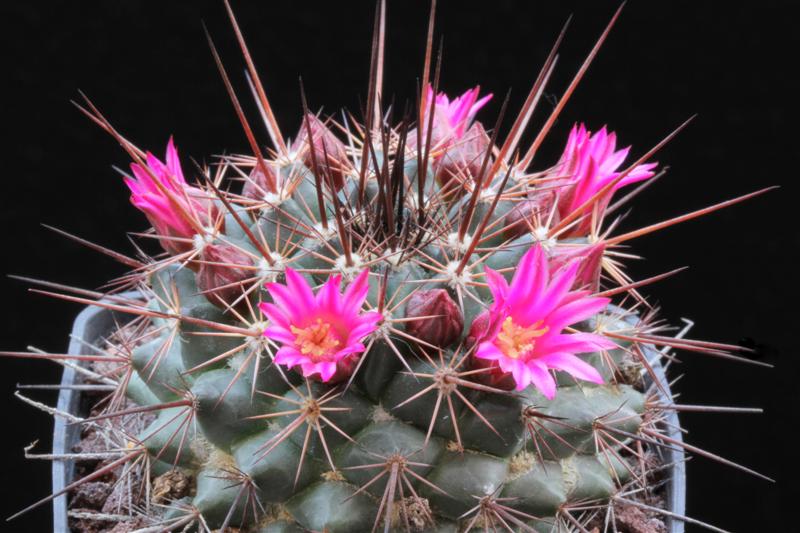 Mammillaria sonorensis SB 708