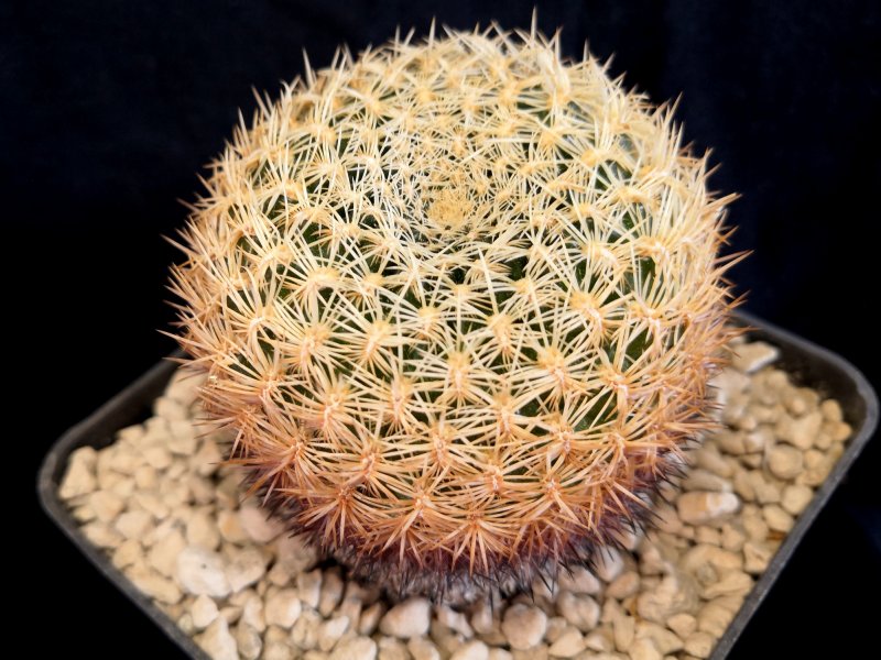 Sulcorebutia mentosa v. albissima KK1808