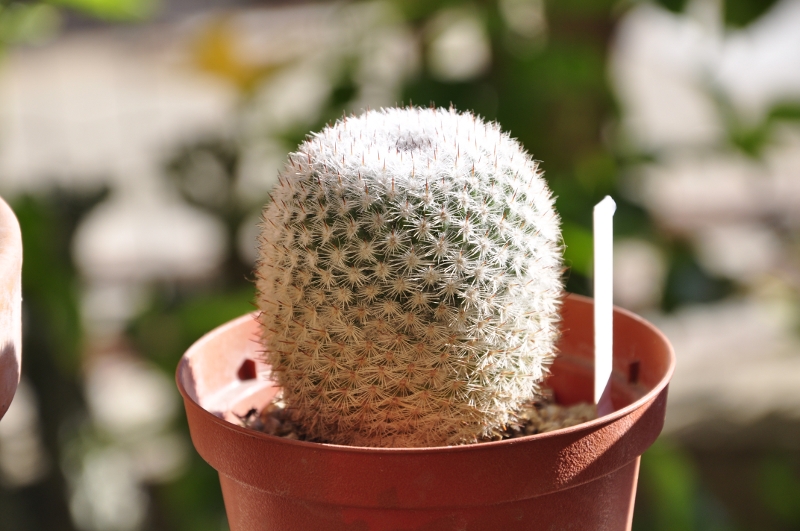 Mammillaria monticola ROG 071