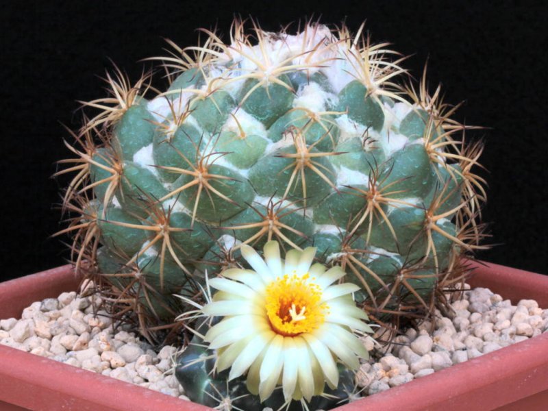 Coryphantha pycnacantha 