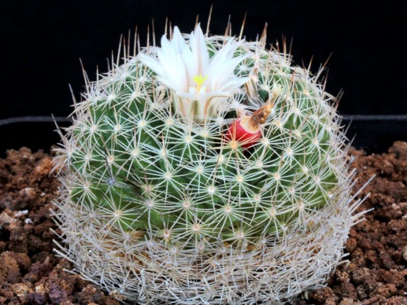 Mammillaria coahuilensis 