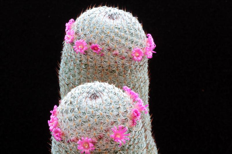 Mammillaria haageana ssp. elegans 