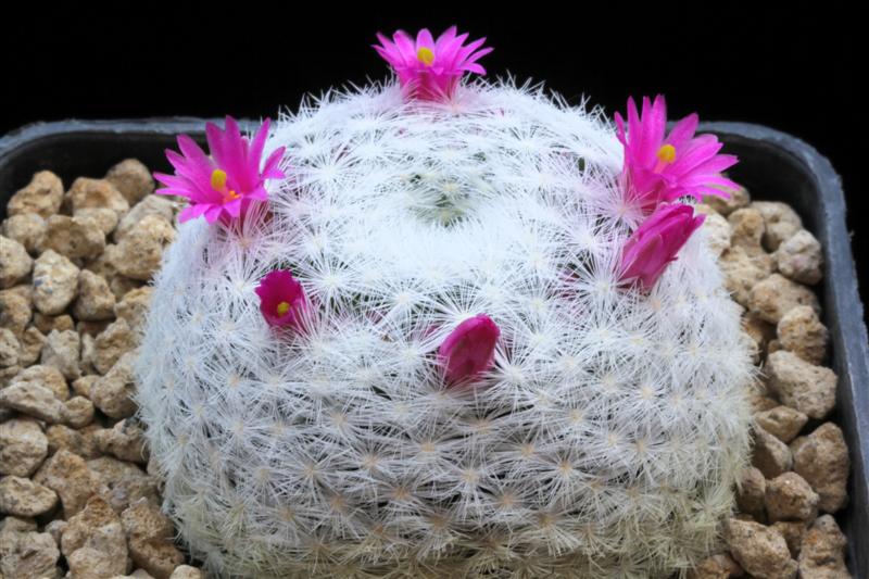 Mammillaria humboldtii 