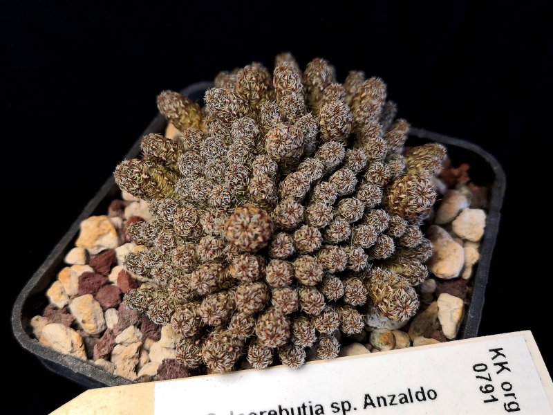 sulcorebutia steinbachii v. taratensis