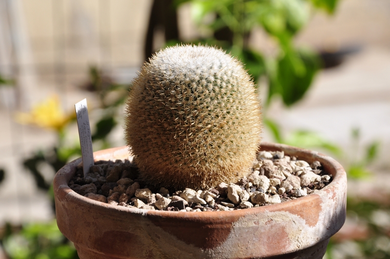 Mammillaria albilanata ssp. tegelbergiana Wolf 177