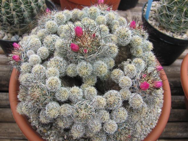 Mammillaria vetula ssp. gracilis 