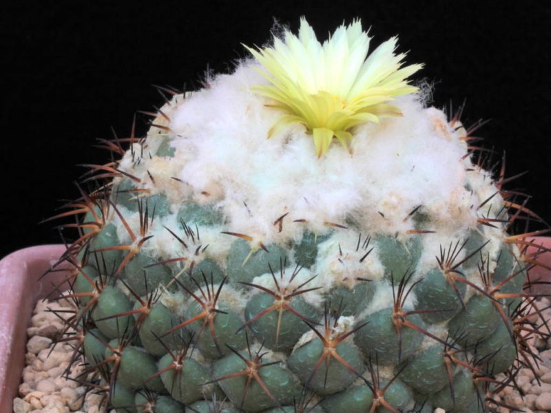 Coryphantha elephantidens 