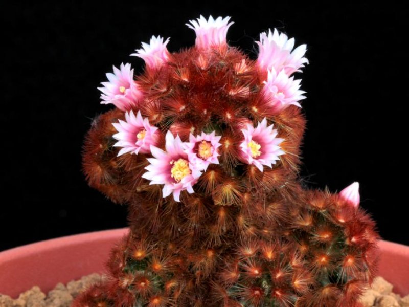 Mammillaria carmenae cv. rubra 