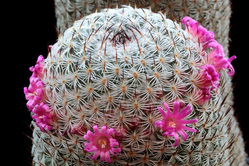 Mammillaria haageana ssp. elegans 