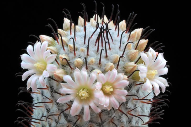 Mammillaria perezdelarosae 