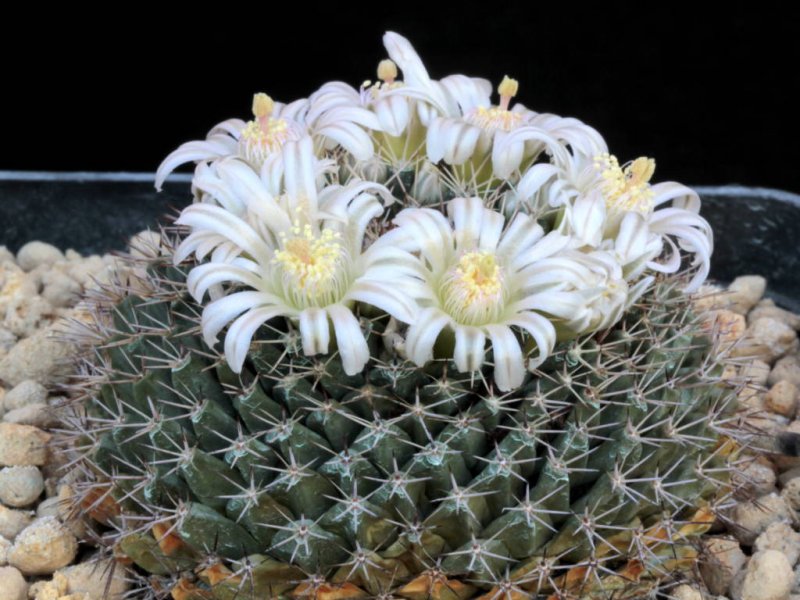 Mammillaria roseoalba SB 285