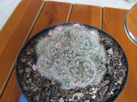 Mammillaria glassi 