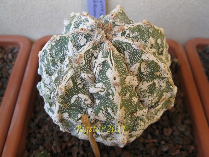 Astrophytum myriostigma cv. fukuryu hakuun haku-jo 