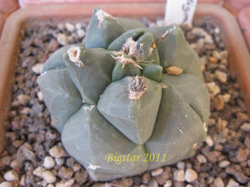 Astrophytum myriostigma cv. kikko 