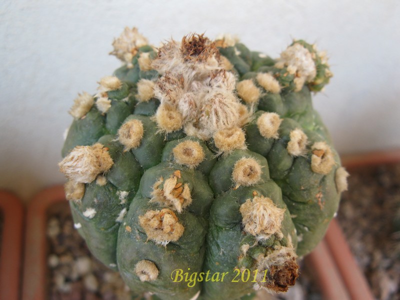 Astrophytum asterias cv. kikko turtle shell form 