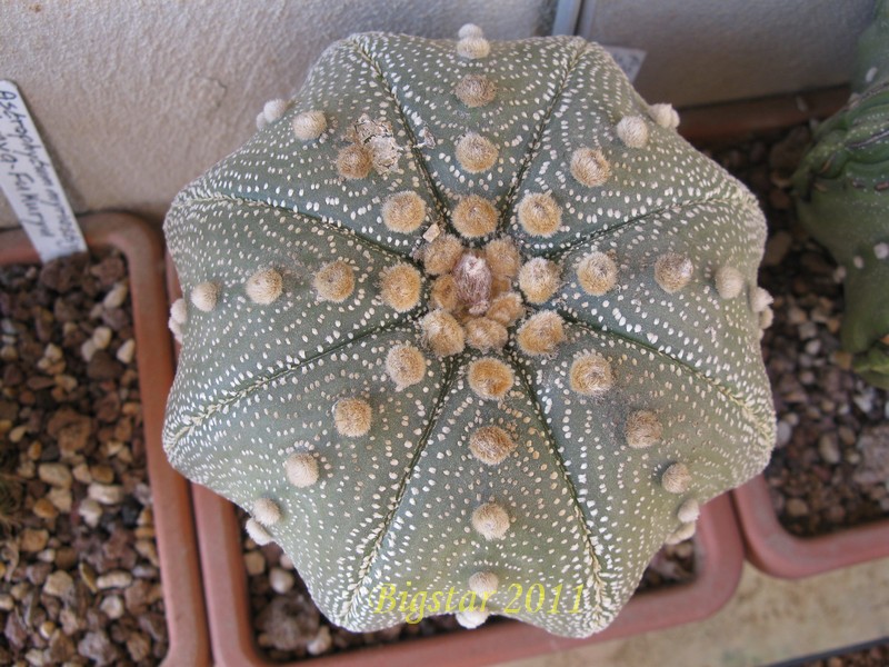 Astrophytum asterias cv. star shape 