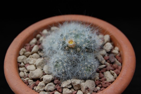 Mammillaria glassii MK 89.324