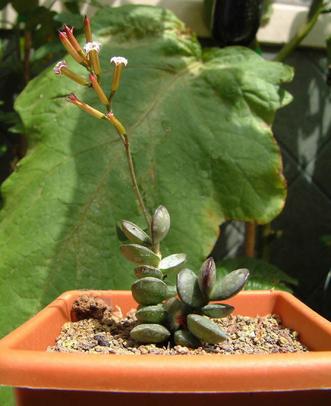 Adromischus subdistichus 