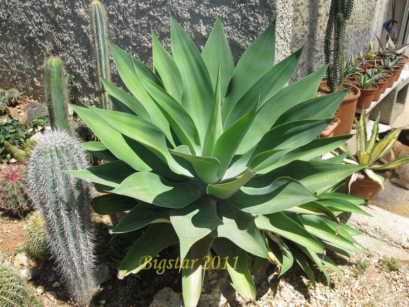 Agave attenuata 