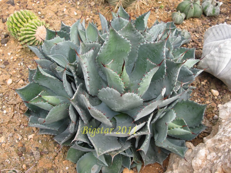 Agave guadalajarana 