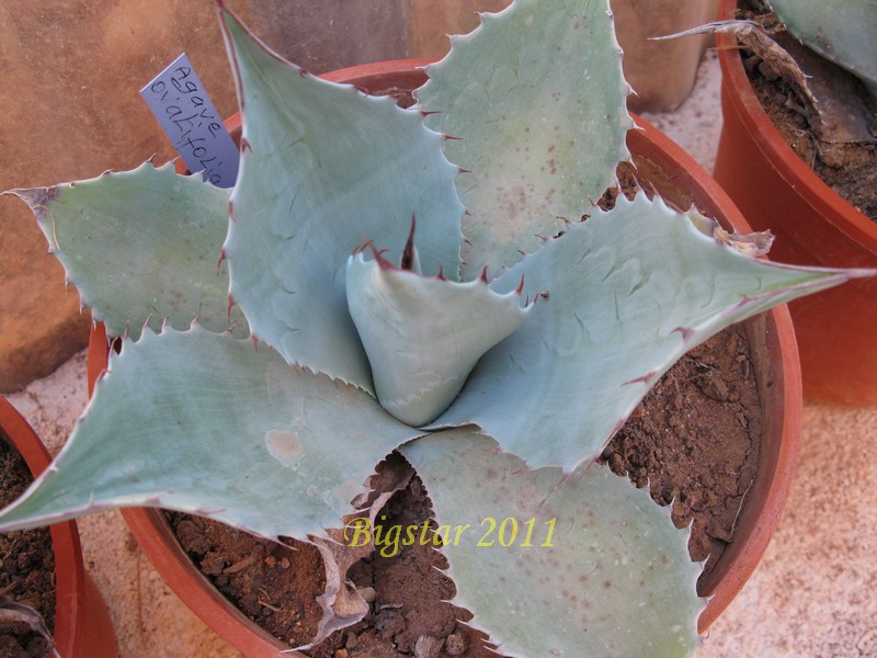 Agave ovatifolia 