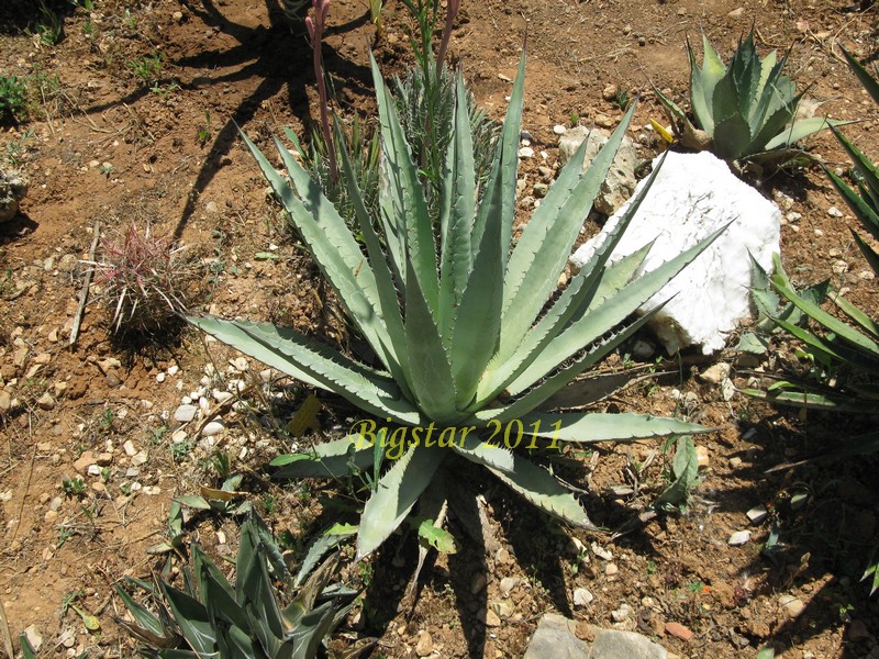 agave parryi  v. mogollon