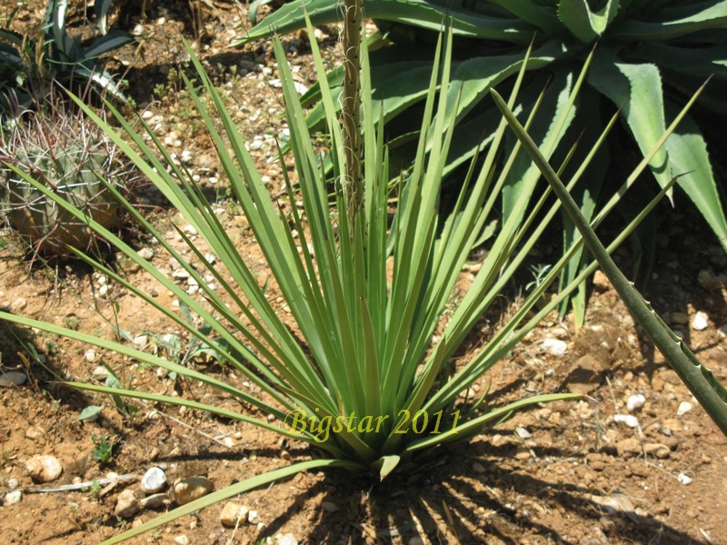 agave stricta