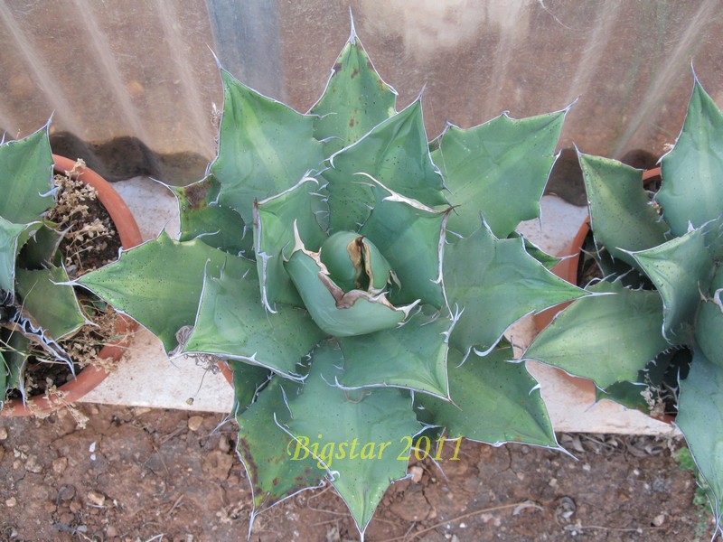 Agave titanota 