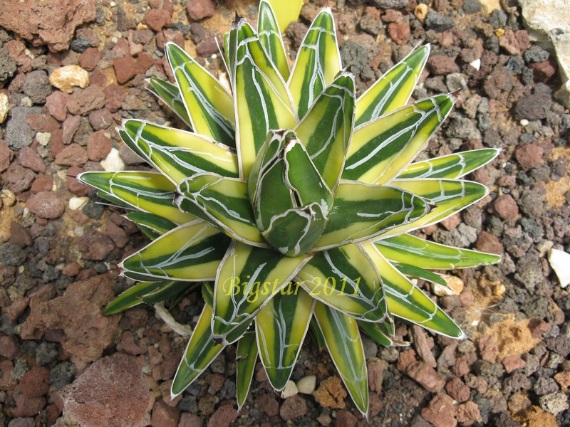 Agave victoriae-reginae cv. aureo-marginata 